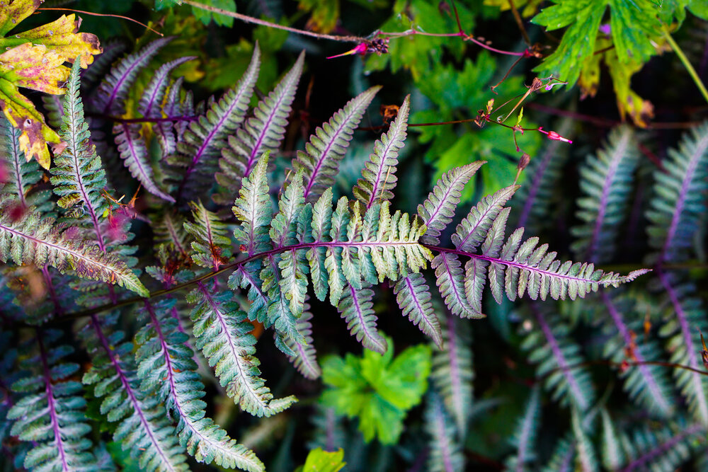 Fern backdrop 5.jpg